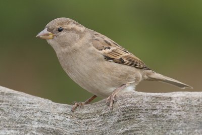 house sparrow 22