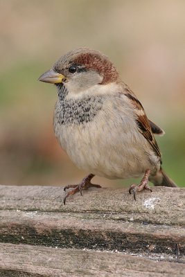 house sparrow 23