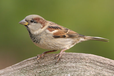 house sparrow 25