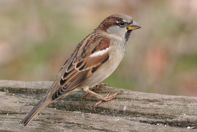 house sparrow 26