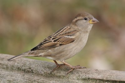 House Sparrow-female