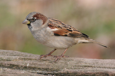 house sparrow 27