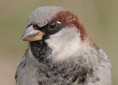 house sparrow 28