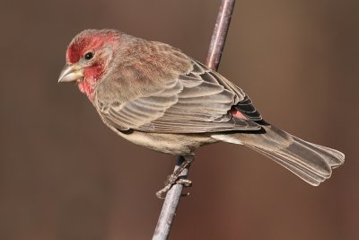 House Finch-male