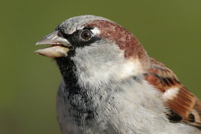 sparrow213.JPG