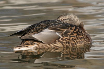 mallard 38