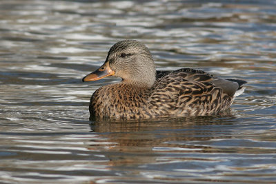mallard 39