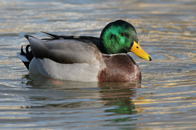 mallard 40