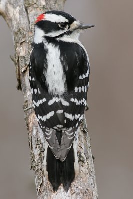 downy woodpecker 116