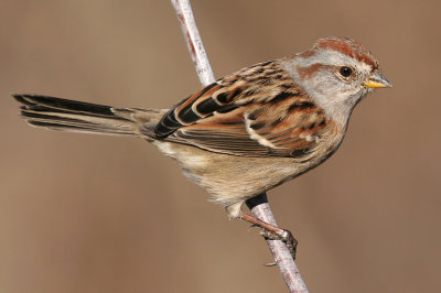 american tree sparrow 15