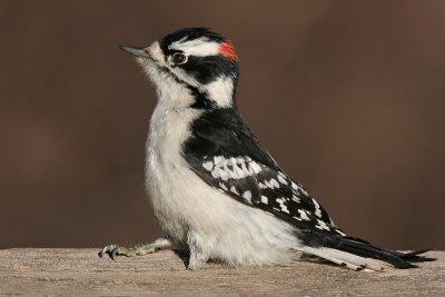 downy woodpecker 118