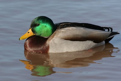 mallard 41