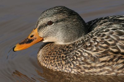 mallard 42