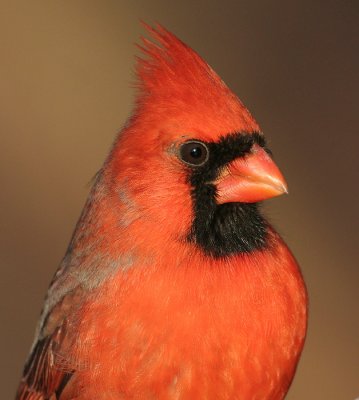 cardinal 169