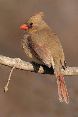 cardinal 172