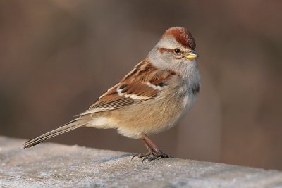 american tree sparrow 19