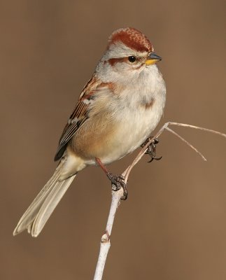 american tree sparrow 18