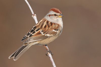 american tree sparrow 22