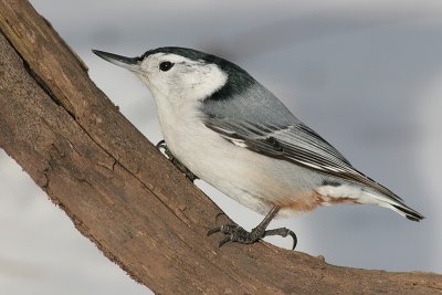white-breasted nuthatch 84