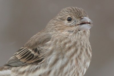 house finch 76