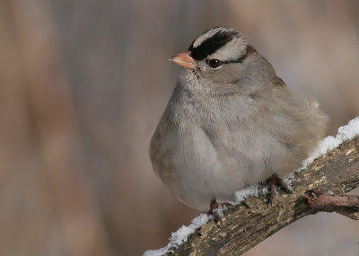 White-Crowned Sparrow - tan striped