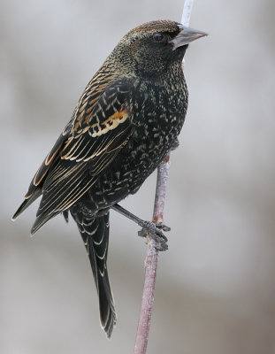 red winged blackbird 72