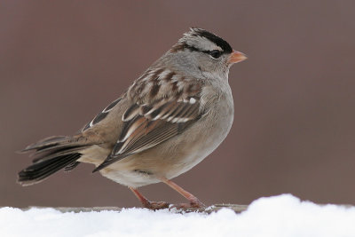 white-crowned sparrow 2