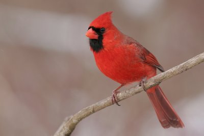 cardinal 175