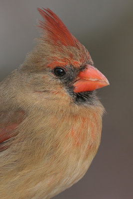 cardinal 176