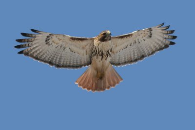 red-tailed hawk 35