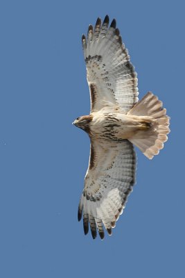 red-tailed hawk 36