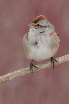 american tree sparrow 24