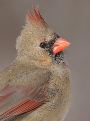 Cardinal-female