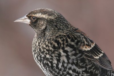 red winged blackbird 73