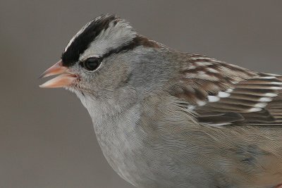 white-crowned sparrow 4