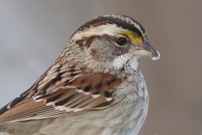 white-throated sparrow 20