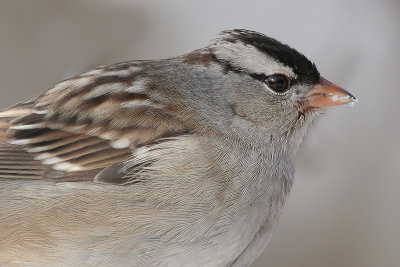 white-crowned sparrow 4