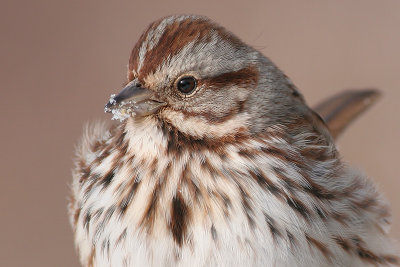 song sparrow 37