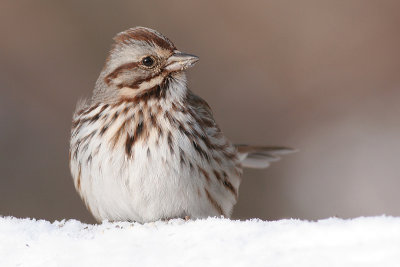 song sparrow 38