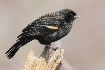 red winged blackbird 77