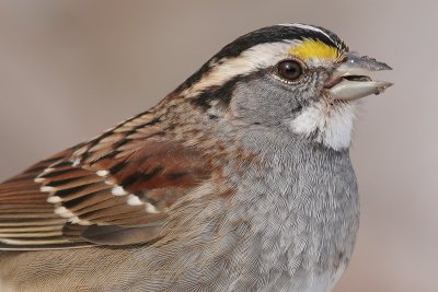 white-throated sparrow 21