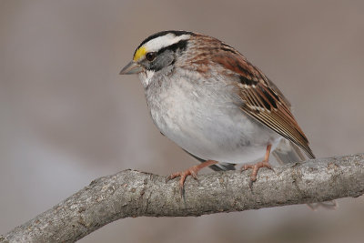 white-throated sparrow 22