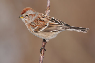 American Tree Sparrow