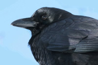 crow 3
