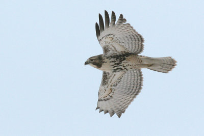 red-tailed hawk 44