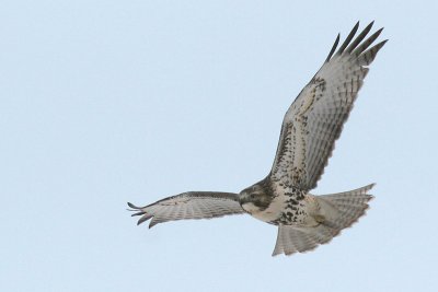 red-tailed hawk 45