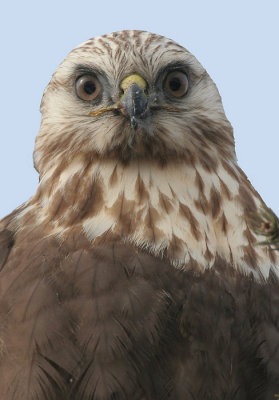 rough legged hawk 6