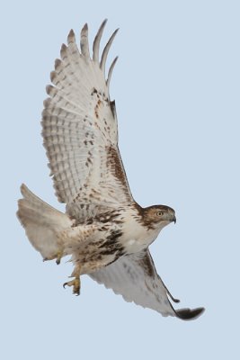 red-tailed hawk 51