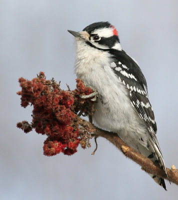 Downy Woodpecker