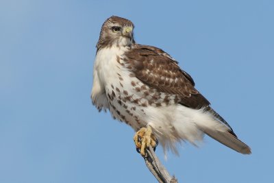 red-tailed hawk 52